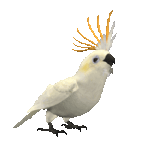 ITBOM
